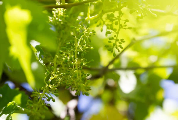 Młode liście winogron w przyrodzie — Zdjęcie stockowe