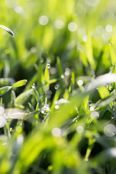 Droppar dagg på det gröna gräset i naturen. makro — Stockfoto