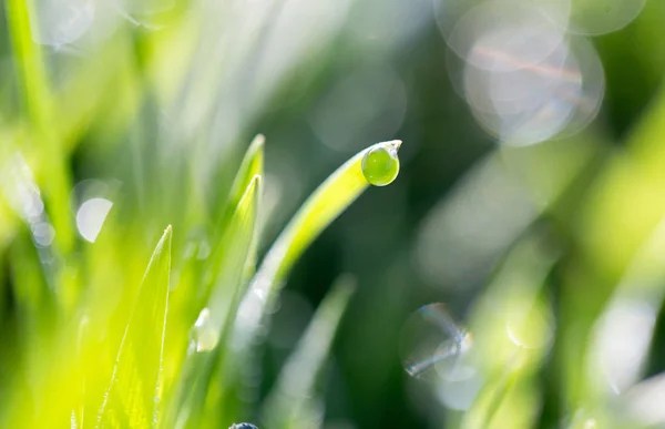 Gotas de rocío en la hierba verde en la naturaleza. macro —  Fotos de Stock