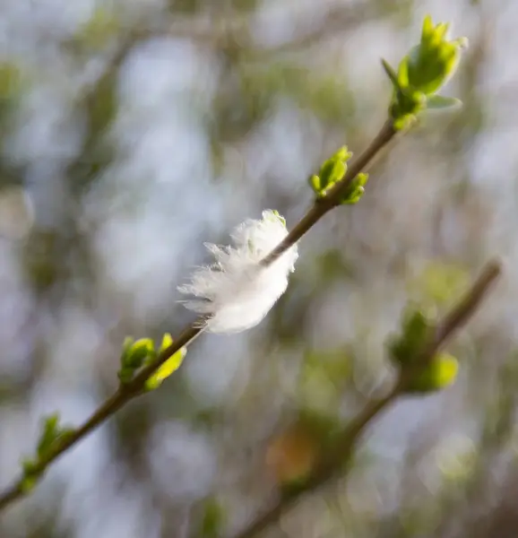 Pluma blanca en una rama de árbol — Foto de Stock