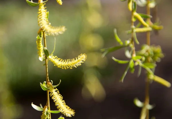 Blumen auf dem Baum in der Natur Weide — Stockfoto