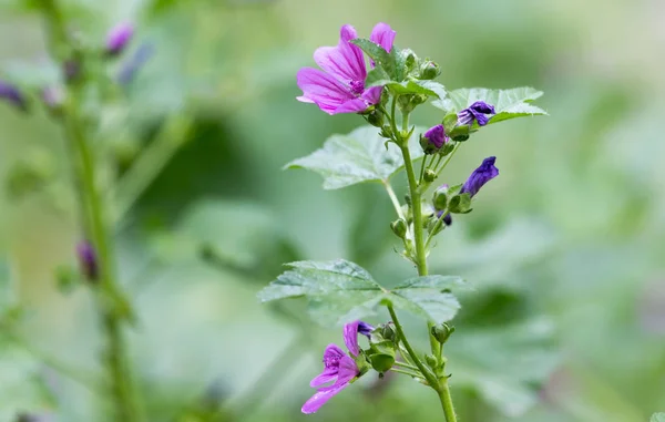 Beautiful purple flower in nature — Stock Photo, Image