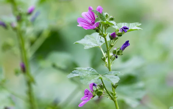 Mooie paarse bloem in de natuur — Stockfoto