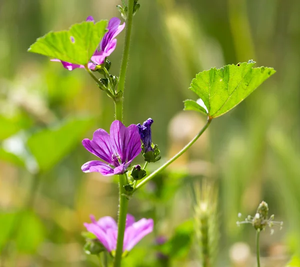 Beautiful purple flower in nature — Stock Photo, Image