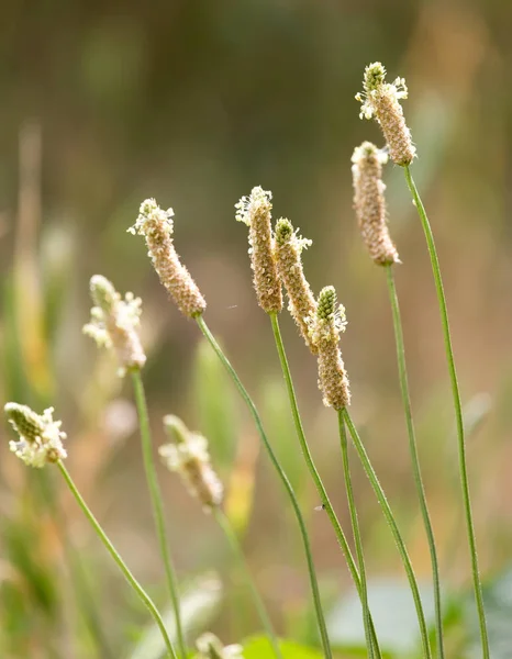 Flowering spikes on grass outdoors — Stock Photo, Image
