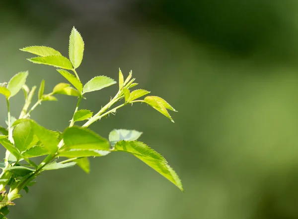 Hojas verdes en el arbusto al aire libre — Foto de Stock