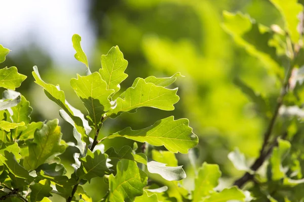 Foglie di quercia verde in natura — Foto Stock