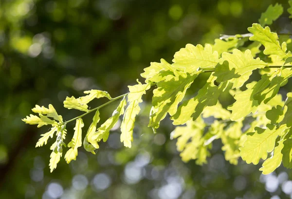 자연에서 녹색 오크 잎 — 스톡 사진