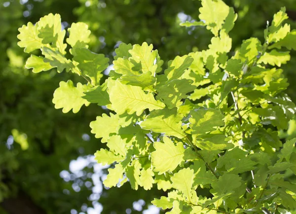 Groene eiken bladeren in de natuur — Stockfoto