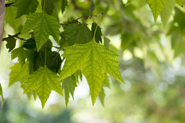 Groene esdoorn bladeren op aard — Stockfoto