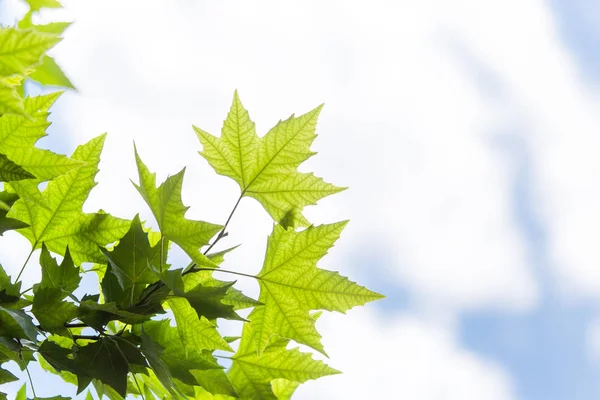 Hojas de arce verde en la naturaleza — Foto de Stock