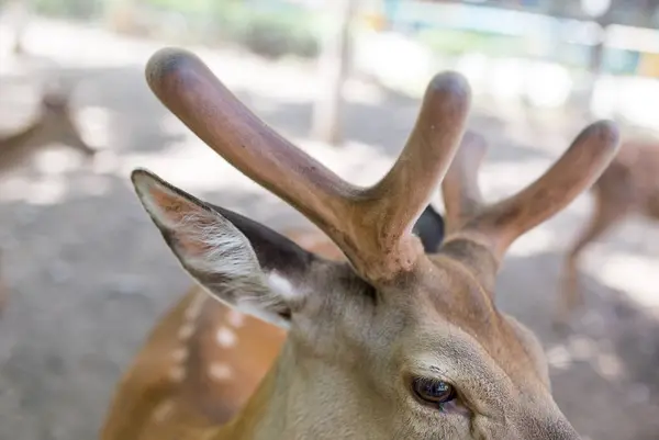 Schöne junge Hirsche über die Natur der Hörner — Stockfoto