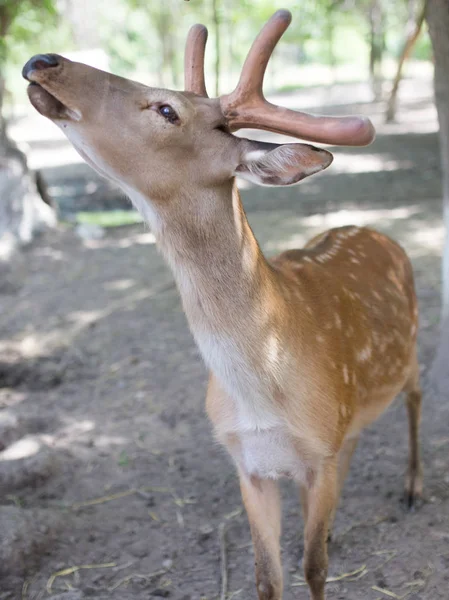 Porträt eines jungen Hirsches im Zoo — Stockfoto