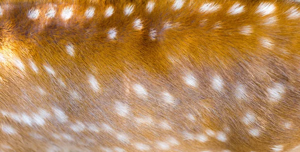 Bella pelliccia di cervo sika come sfondo — Foto Stock