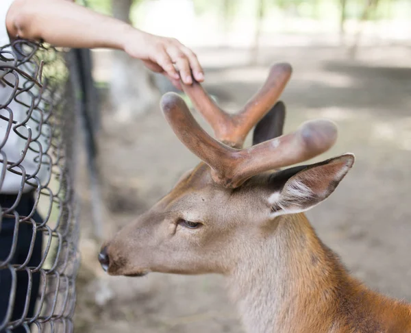 角の性質上の美しい若い鹿 — ストック写真