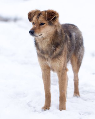 köpek portre Kışın açık havada