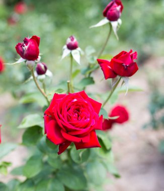 Doğadaki parkta kırmızı bir gül.