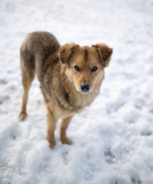 köpek portre Kışın açık havada