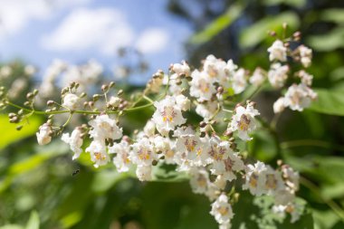 Doğadaki ağaçta beyaz çiçekler
