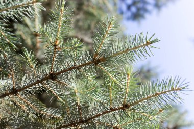 Şube mavi Noel ağacı doğada