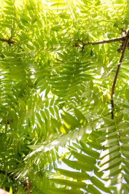 Doğada ağaçtaki yeşil yapraklar