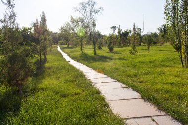 Doğada bir parkta patika