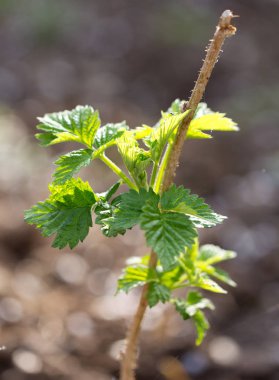 doğa genç Ahududu yaprakları