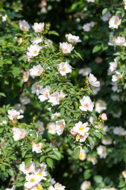 Bush açık havada güzel çiçekler
