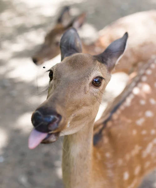 Portrét jelena v zoologické zahradě — Stock fotografie
