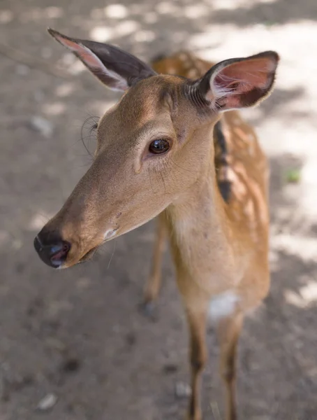 Portret młodego jelenia w zoo — Zdjęcie stockowe