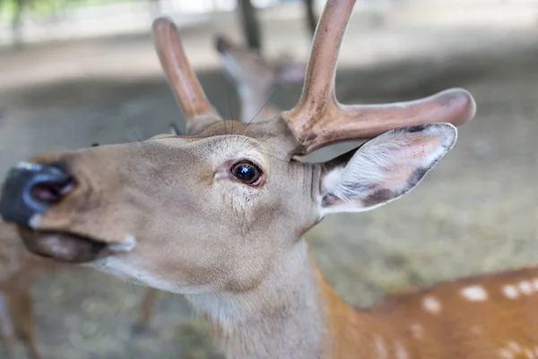 Portret van een jong hert in de dierentuin — Stockfoto