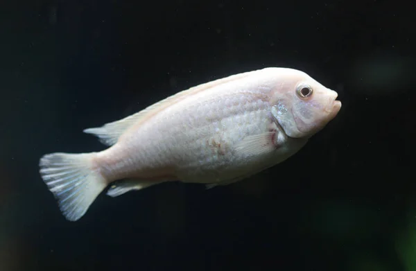 Schöne Fische im Aquarium — Stockfoto