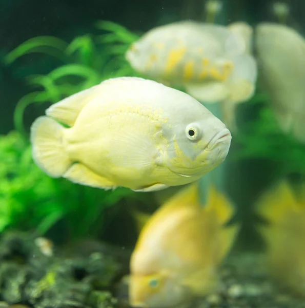 水族館の美しい魚たちは — ストック写真