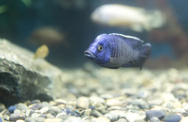 Beaux poissons dans l'aquarium — Photo