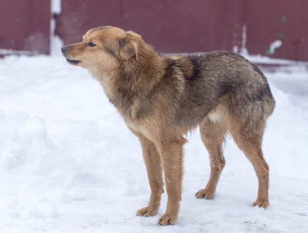 Ritratto del cane all'aperto in inverno — Foto Stock