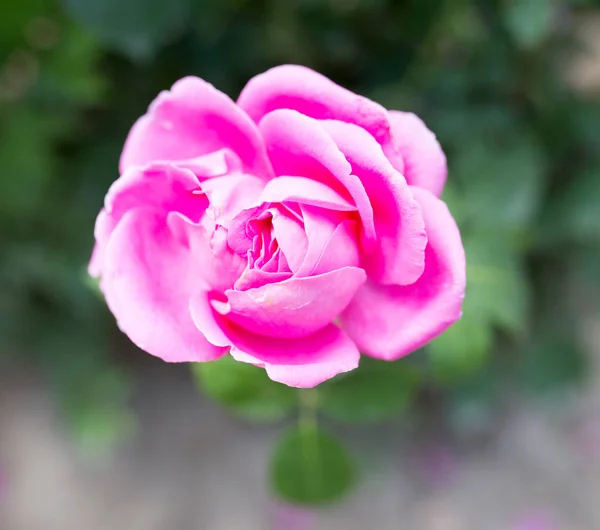 Hermosa rosa rosa flor en la naturaleza —  Fotos de Stock