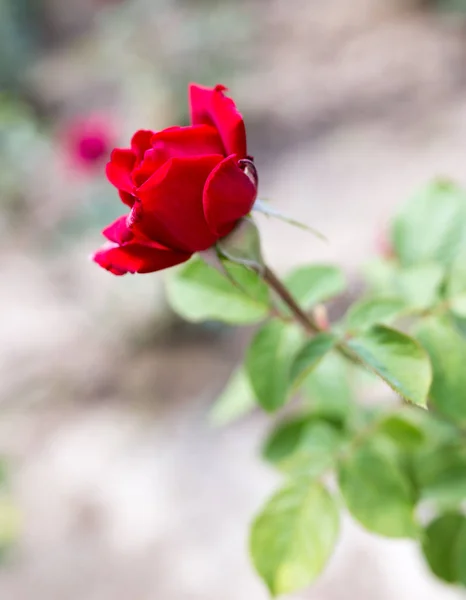 Rose rouge dans un parc sur la nature — Photo