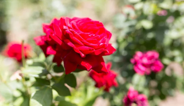 Rose rouge dans un parc sur la nature — Photo