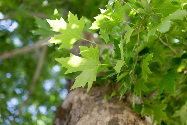 Foglie verdi sull'albero in natura — Foto Stock