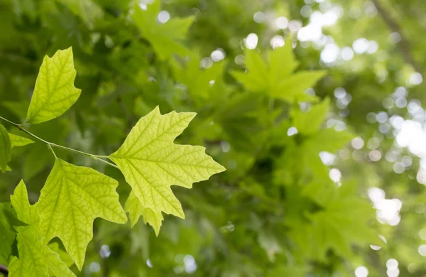 Foglie d'acero verde sulla natura — Foto Stock