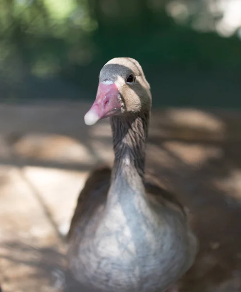 Goose in the zoo in nature — Stock Photo, Image