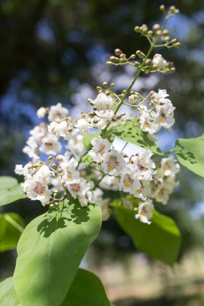 Witte bloemen op de boom in de natuur — Stockfoto