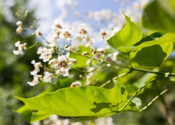 Witte bloemen op de boom in de natuur — Stockfoto