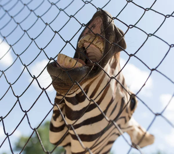 Улыбка зебра в зоопарке в природе — стоковое фото