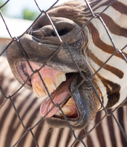 Doğada hayvanat bahçesinde gülümsemek Zebra — Stok fotoğraf