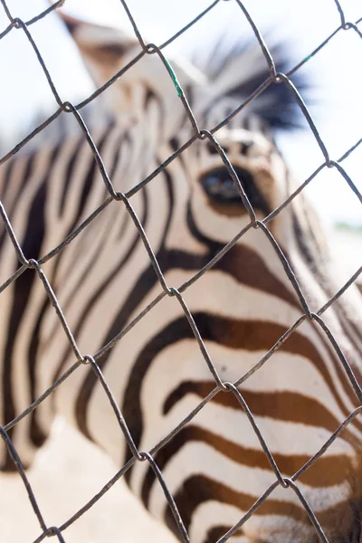 Портрет зебры в зоопарке за забором — стоковое фото