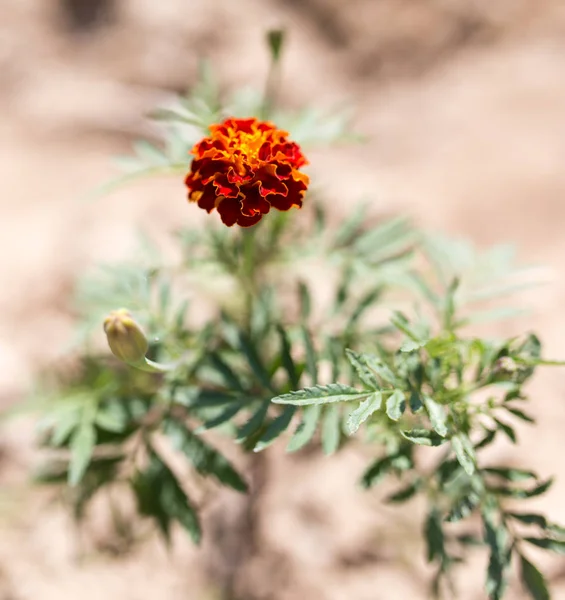 Flor de laranja no chão ao ar livre — Fotografia de Stock