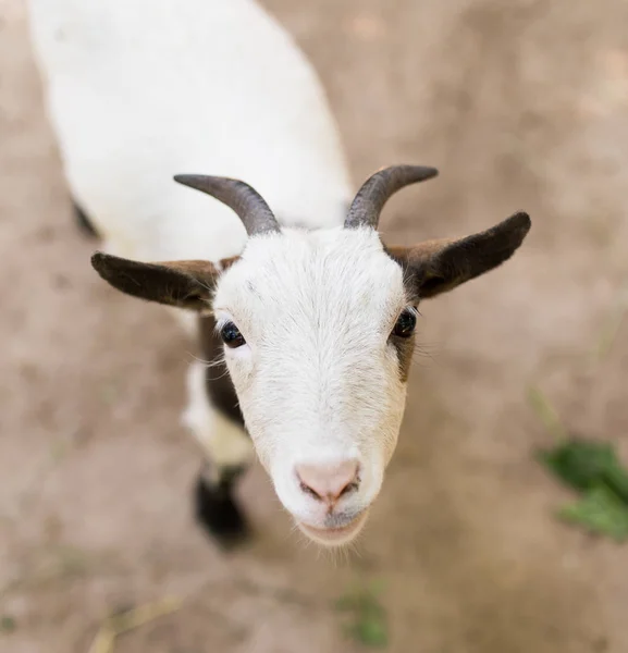 Portret van een geit in een dierentuin in de natuur — Stockfoto