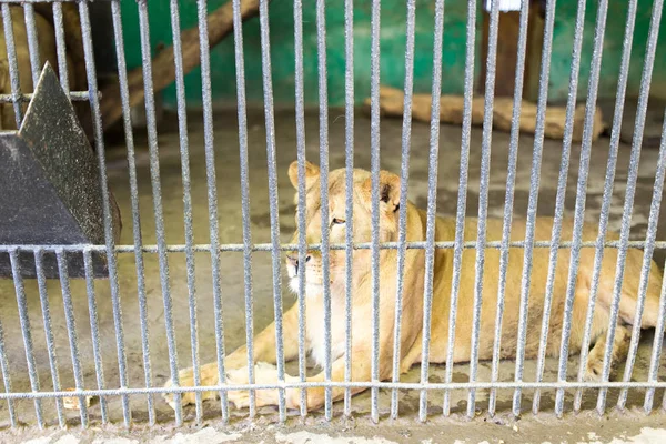 Lion behind a fence in zoo — Stock Photo, Image