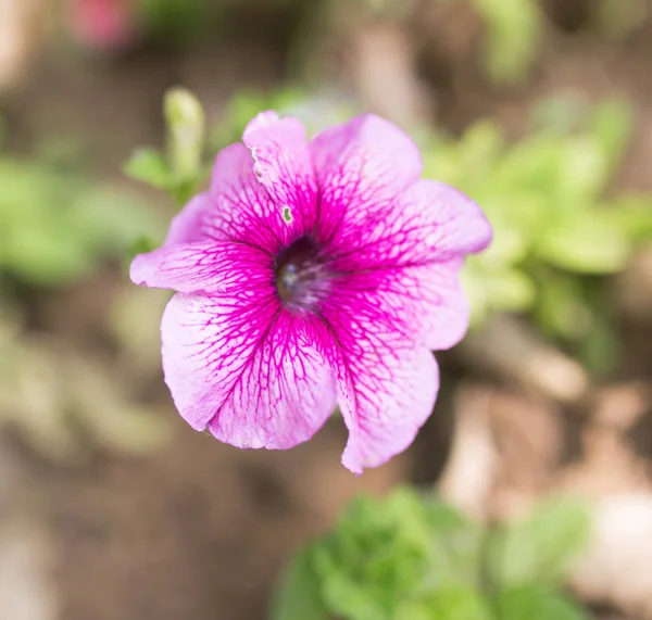 Bela flor rosa na natureza — Fotografia de Stock